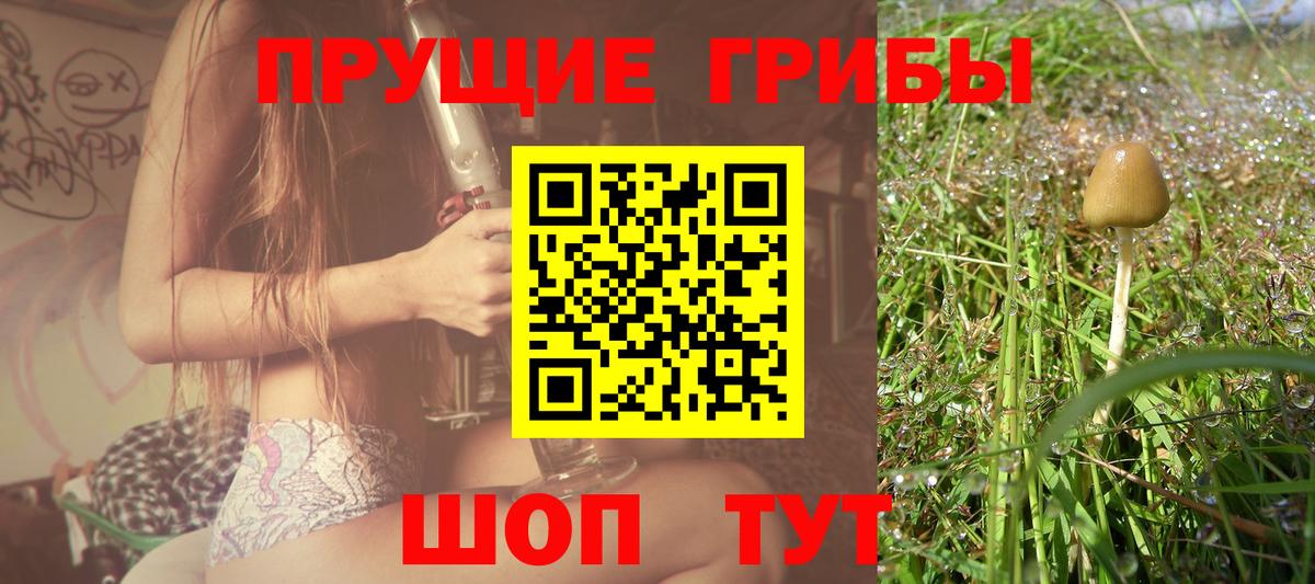Коммунар  Псилоцибиновые грибы Psilocybine cubensis  Вход с VPN 